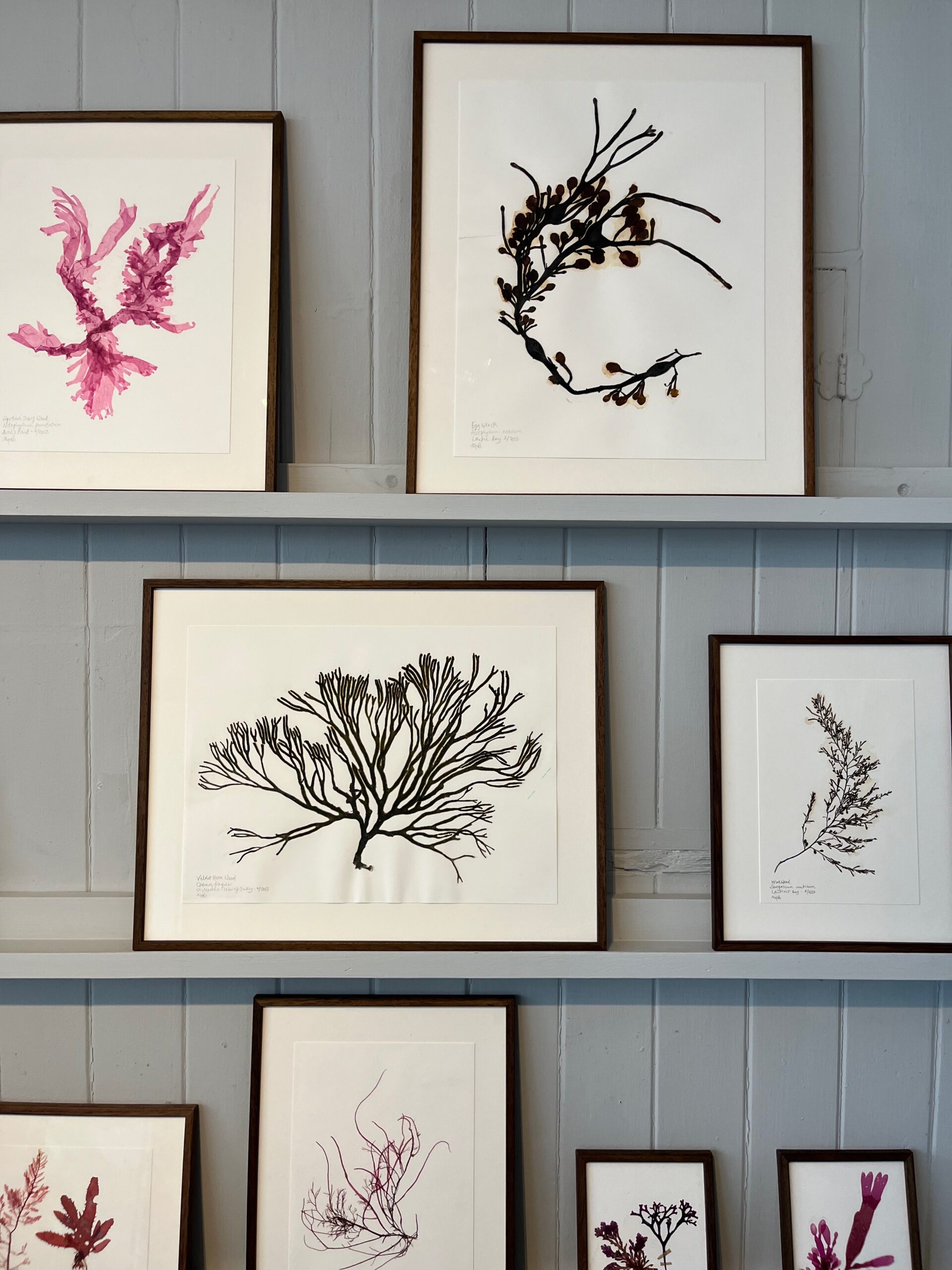 seaweed artwork molesworth & bird
